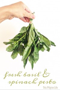 Fresh Basil and Spinach Pesto