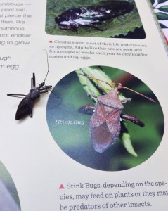 bug identification