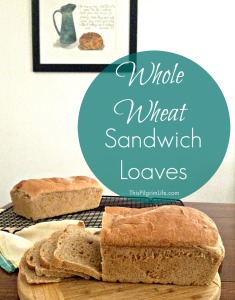 Soft and tender whole wheat sandwich loaves that can be ready in just two hours!