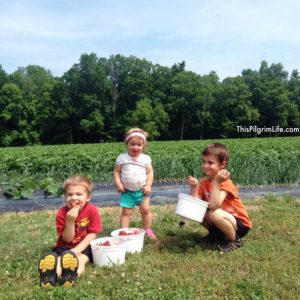 Picking strawberries for homemade strawberry crisp!