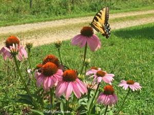 Pollinators play a crucial role in gardening! Here are five easy things you can do right away to help pollinators and make your garden a hospitable place for them!