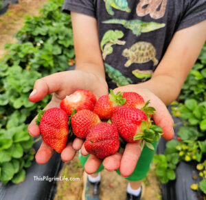 Strawberries are the BEST when eaten in season! Put these five strawberry recipes on your must-try list this season and savor the magnificence of fresh seasonal produce!