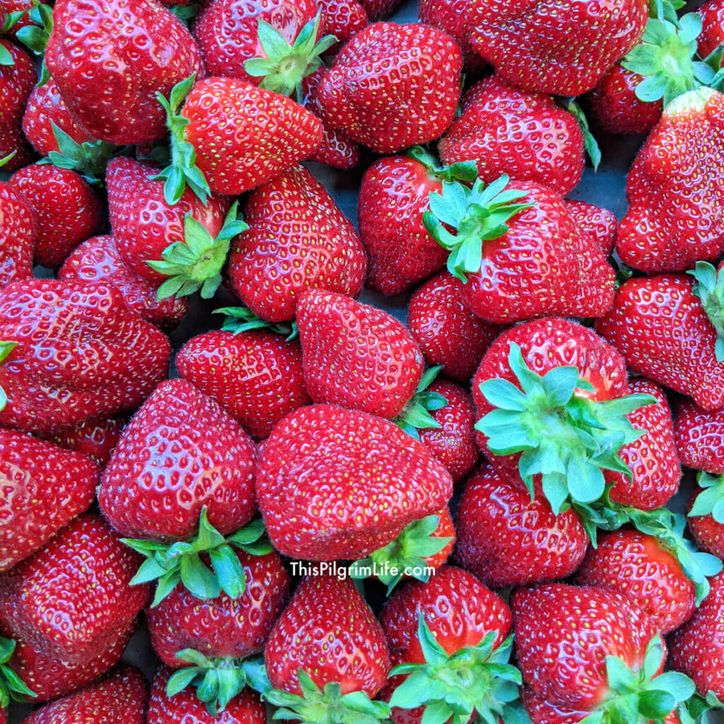 Strawberries are the BEST when eaten in season! Put these five fresh strawberry recipes on your must-try list this season and savor the magnificence of seasonal produce!